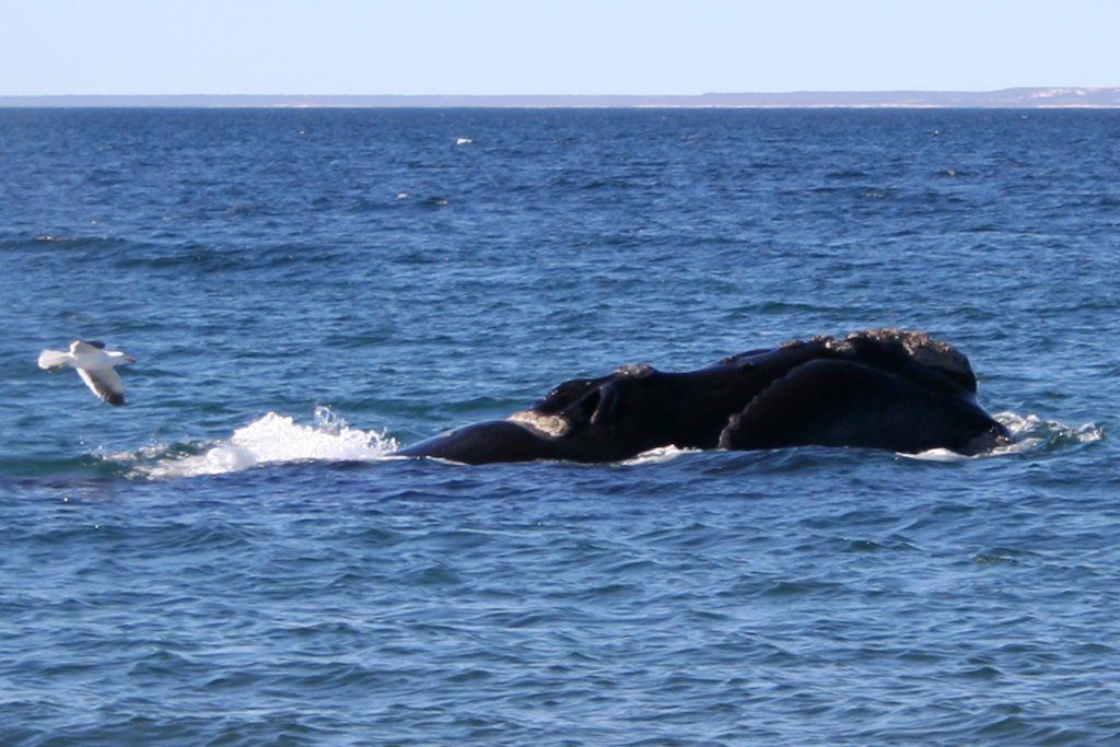 Southern right whale, Cape coastline