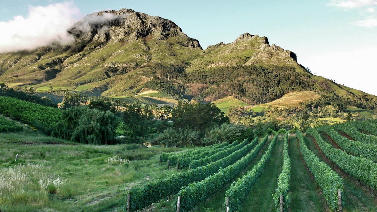 Stellenbosch Winelands vineyards